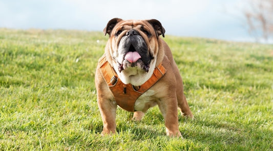 Why Harnesses Triumph Over Collars for Brachycephalic Breeds